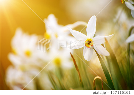 White daffodil narcissus flowers on Golica mountain, Slovenia, at spring. Easter background White daffodil narcissus flowers on Golica mountain, Slovenia, at spring. Easter background 137116161