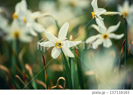 White daffodil narcissus flowers on Golica mountain, Slovenia, at spring. Easter background 137116165
