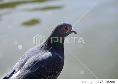公園にいる鳩 137116206