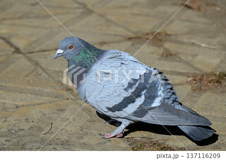 公園にいる鳩 公園にいる鳩 137116209