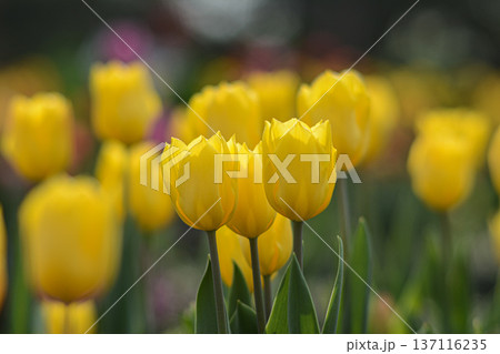 春の光に透ける満開の黄色いチューリップ畑 137116235
