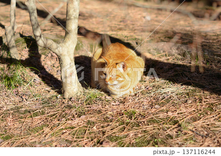暖かい日差しの中でリラックスして日向ぼっこをする茶トラの猫 137116244