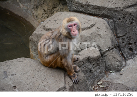 物欲しげなお猿さん 137116256