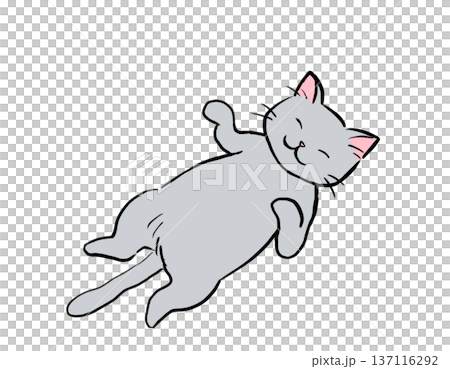 Gray cat sleeping with its belly exposed Gray cat sleeping with its belly exposed 137116292