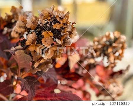 初冬の紫陽花 初冬の紫陽花 137116339