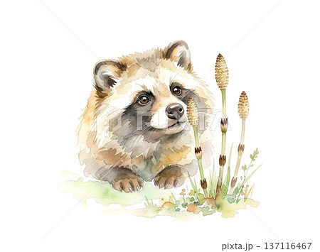 土筆を見つめる可愛いタヌキの水彩イラスト 白背景 137116467
