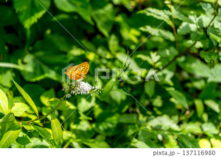 夏の日~丘虎の尾と豹紋蝶~ 夏の日~丘虎の尾と豹紋蝶~ 137116980