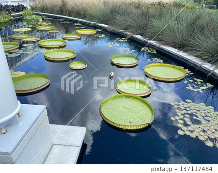 植物園の池に浮かぶオオオニバスの葉と水面リフレクション 植物園の池に浮かぶオオオニバスの葉と水面リフレクション 137117484