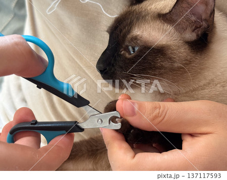 Cat having claws trimmed by owner. Pet care, responsibility, and domestic routine. 137117593