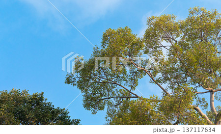 Top of big trees with branches spreading out with lush green leaves. Under clar blue sky. Top of big trees with branches spreading out with lush green leaves. Under clar blue sky. 137117634