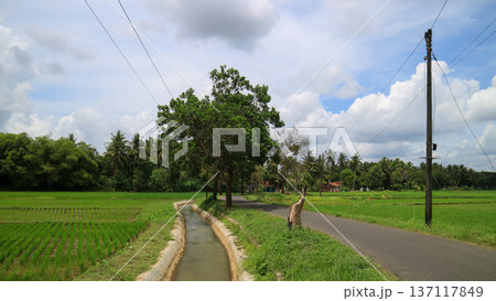Irrigation canal beside the road and rice fields, rural infrastructure and watermelon management Irrigation canal beside the road and rice fields, rural infrastructure and watermelon management 137117849