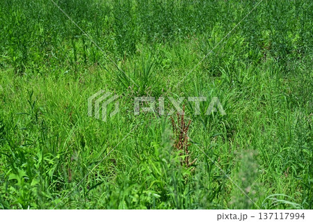 空き地　荒地　雑草　土地　vacant lot 137117994