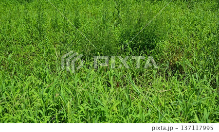 空き地　荒地　雑草　土地　vacant lot 137117995