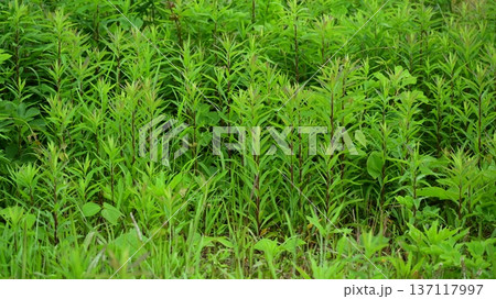 空き地　荒地　雑草　土地　vacant lot 137117997