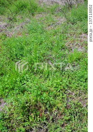 空き地 荒地 雑草 土地 vacant lot 空き地 荒地 雑草 土地 vacant lot 137118002
