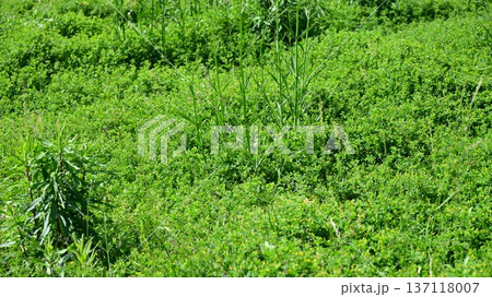 空き地　荒地　雑草　土地　vacant lot 137118007