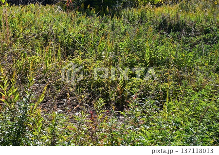 空き地　荒地　雑草　土地　vacant lot 137118013