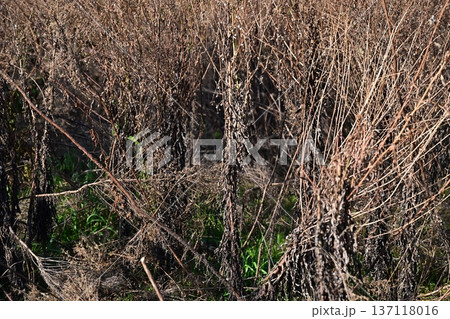 空き地　荒地　雑草　土地　vacant lot 137118016