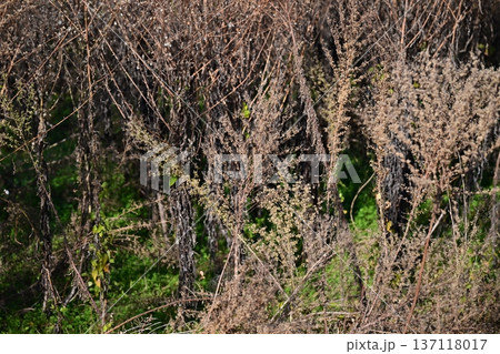 空き地 荒地 雑草 土地 vacant lot 空き地 荒地 雑草 土地 vacant lot 137118017