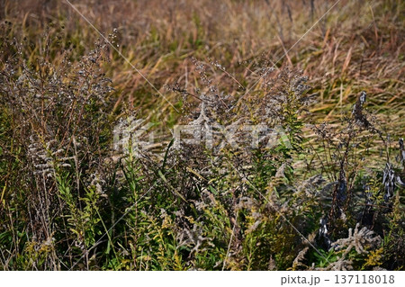空き地 荒地 雑草 土地 vacant lot 空き地 荒地 雑草 土地 vacant lot 137118018