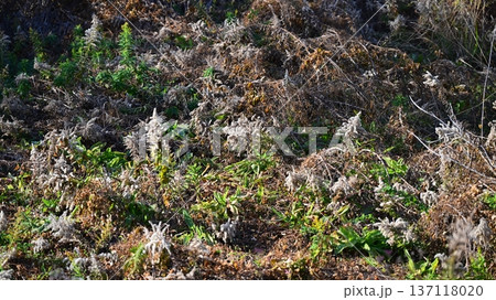空き地 荒地 雑草 土地 vacant lot 空き地 荒地 雑草 土地 vacant lot 137118020