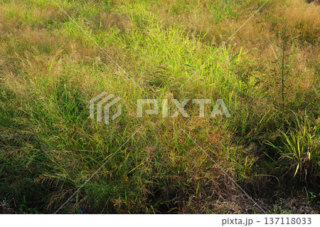 空き地 荒地 雑草 土地 vacant lot 空き地 荒地 雑草 土地 vacant lot 137118033