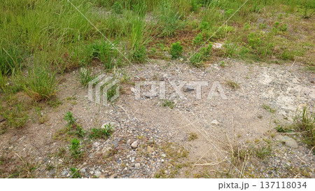 空き地　荒地　雑草　土地　vacant lot 137118034