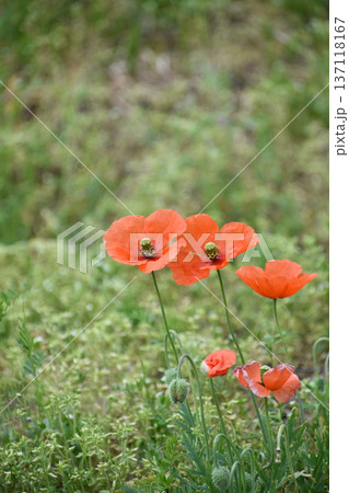 ナガミヒナゲシの花 ナガミヒナゲシの花 137118167