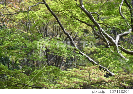 四月の公園に咲くカエデの花と新緑 四月の公園に咲くカエデの花と新緑 137118204