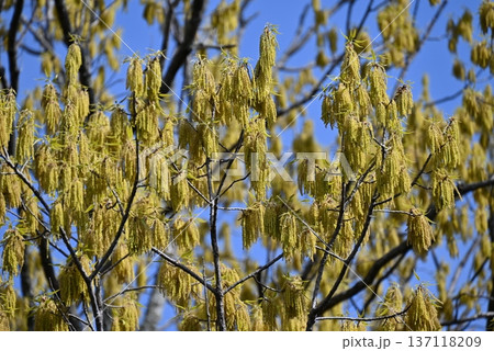四月の公園のアサダの木の花 四月の公園のアサダの木の花 137118209