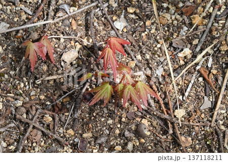 四月の公園の地面から生えたカエデの芽 四月の公園の地面から生えたカエデの芽 137118211