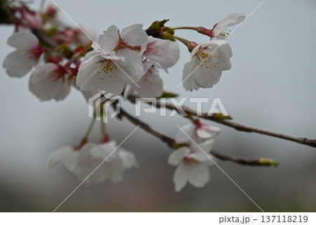 四月、藤原宮跡の菜の花畑と桜 137118219