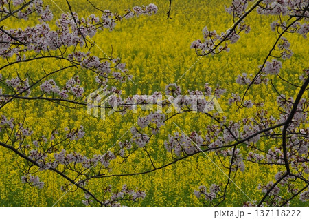 四月、藤原宮跡の菜の花畑と桜 137118222