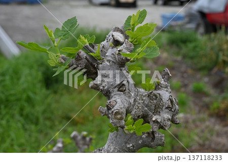 四月、剪定されたイチジクの木からの芽ばえ 137118233