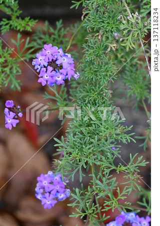 四月、奈良県の宿根バーベナの状態 137118234