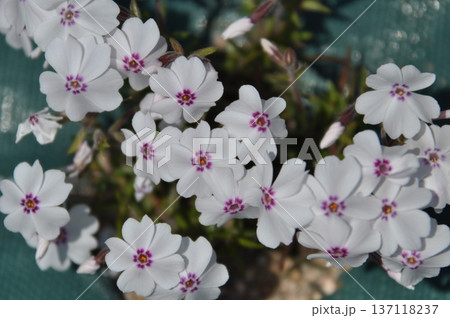 兵庫三田の花のじゅうたんの芝桜 兵庫三田の花のじゅうたんの芝桜 137118237