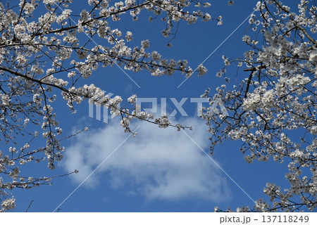 四月、大阪府、滝谷公園の桜の状態 四月、大阪府、滝谷公園の桜の状態 137118249