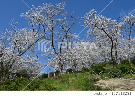 四月、大阪府、滝谷公園の桜の状態 137118251