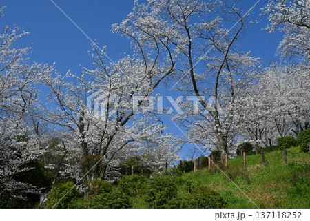 四月、大阪府、滝谷公園の桜の状態 四月、大阪府、滝谷公園の桜の状態 137118252