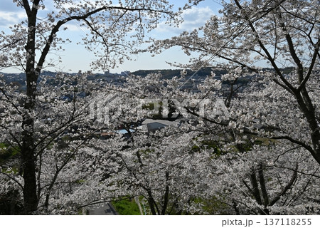 四月、大阪府、滝谷公園の桜の状態 137118255