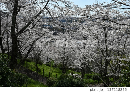 四月、大阪府、滝谷公園の桜の状態 137118256