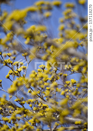 サンシュユの花 137118270