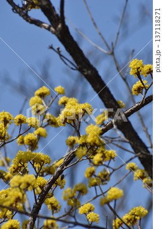 サンシュユの花 サンシュユの花 137118271