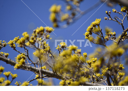 サンシュユの花 137118273