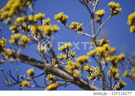 サンシュユの花 137118277