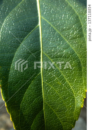 Green leaf texture with visible veins macro close up Green leaf texture with visible veins macro close up 137118854