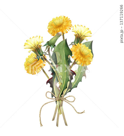 A bouquet of blooming yellow dandelions and green leaves tied with beige twine. Watercolor illustration of wildflowers on an isolated background. A clipart in natural colors for summer design. A bouquet of blooming yellow dandelions and green leaves tied with beige twine. Watercolor illustration of wildflowers on an isolated background. A clipart in natural colors for summer design. 137119266
