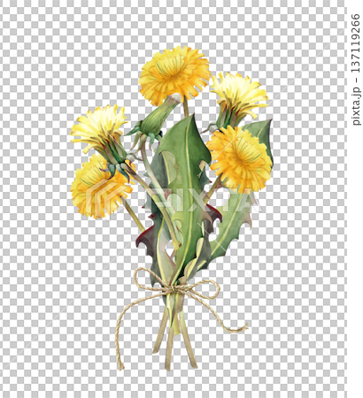 A bouquet of blooming yellow dandelions and green leaves tied with beige twine. Watercolor illustration of wildflowers on an isolated background. A clipart in natural colors for summer design. A bouquet of blooming yellow dandelions and green leaves tied with beige twine. Watercolor illustration of wildflowers on an isolated background. A clipart in natural colors for summer design. 137119266