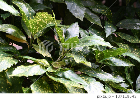 アオキ(フイリアオキ:Aucuba japonica) アオキ(フイリアオキ:Aucuba japonica) 137119345