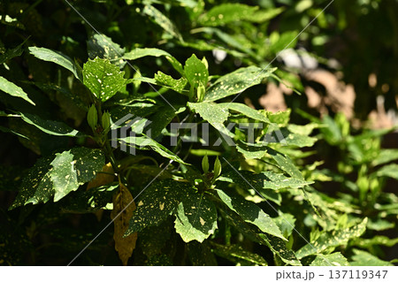 アオキ(フイリアオキ:Aucuba japonica) アオキ(フイリアオキ:Aucuba japonica) 137119347